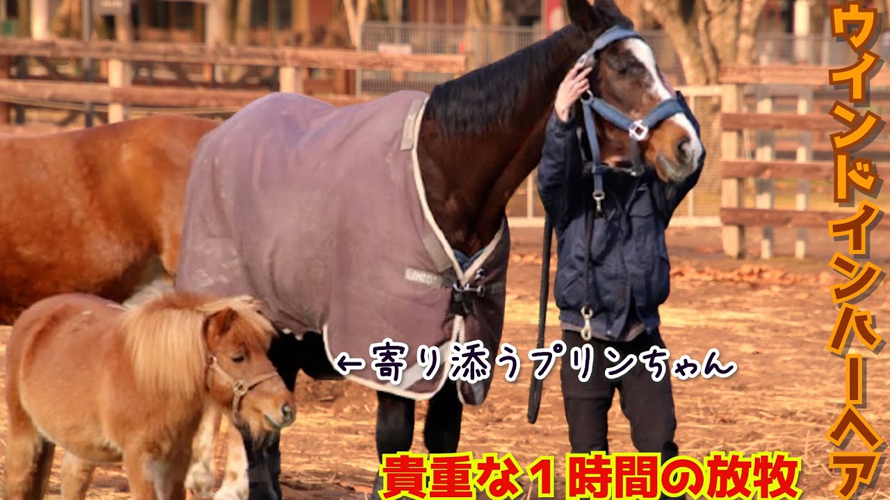 【ウインドインハーヘア母さん｜2025年12月の放牧】