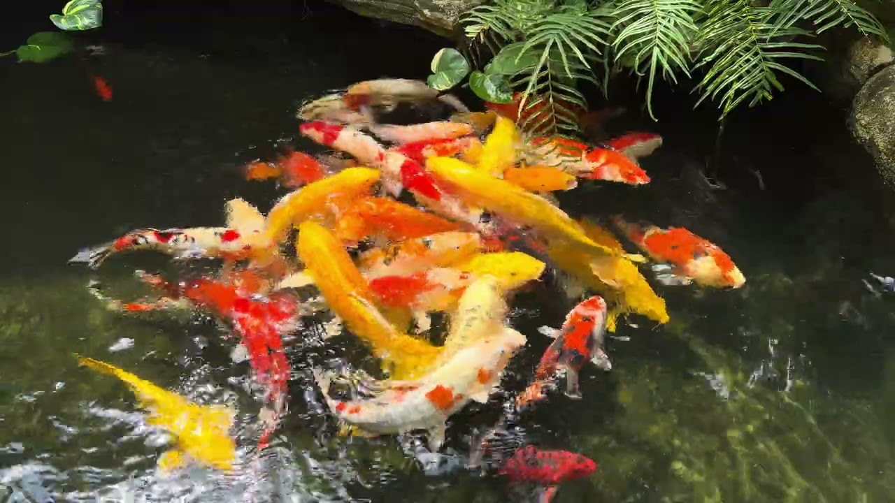 Top 1 Most Searched Koi Fish in the World – Kohaku