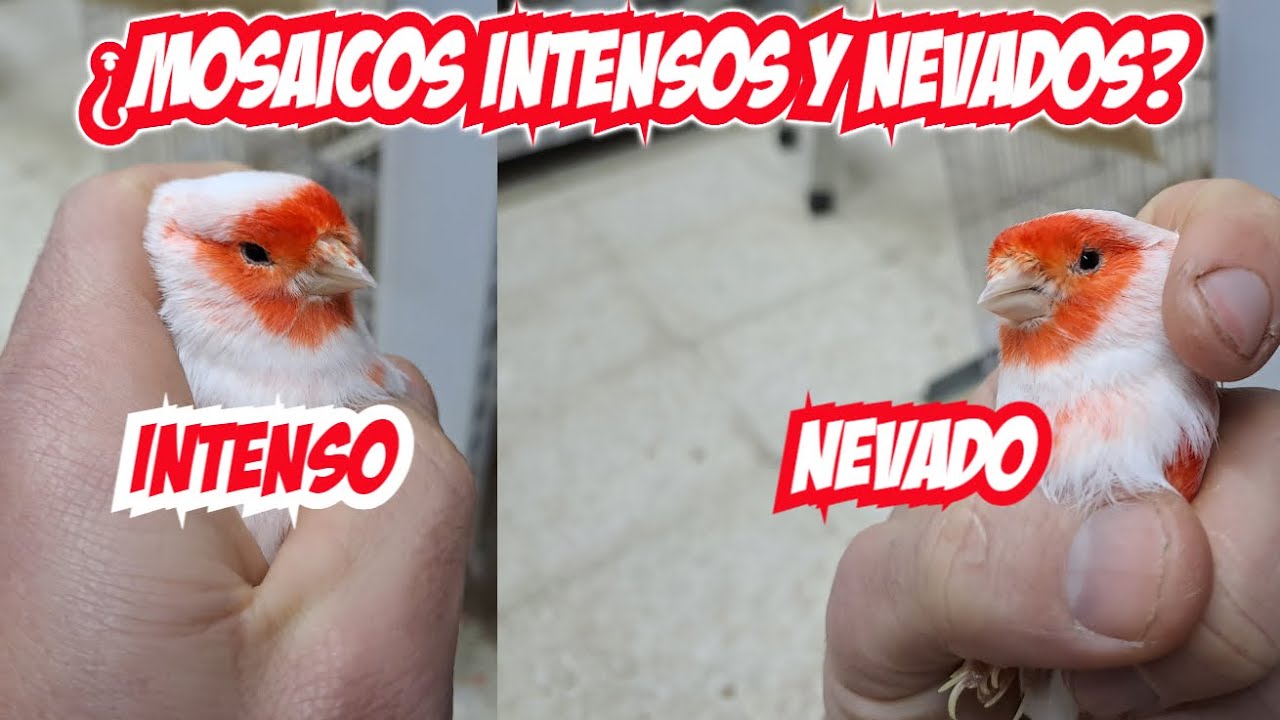 &iquest;MOSAICOS INTENSOS Y NEVADOS?