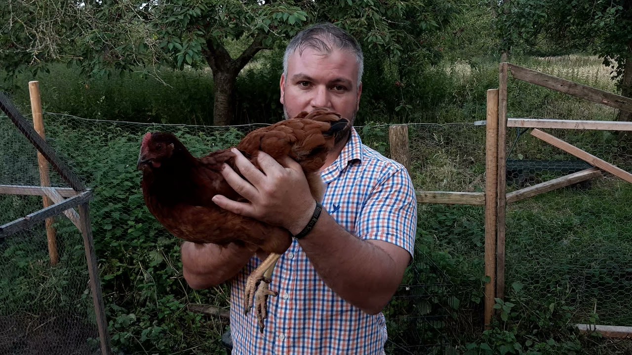 Calder Ranger - Colombian Black Tail- an introduction to the breed