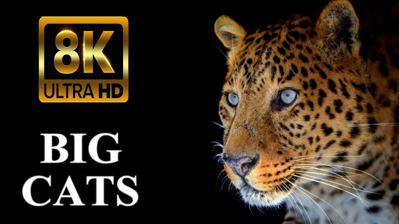 BIG CATS 8K Ultra HD &ndash; Tiger, Lion, Cheetah, Leopard, Jaguar, Lynx