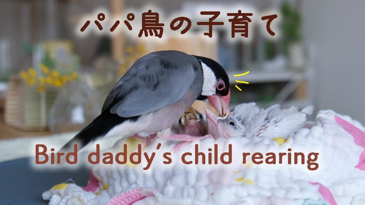 必死【大変ですごい】ヒナ達とパパ文鳥 優風くんの子育て【孵化・成長記録1/3】Daddy bird raising baby bird【文鳥6羽】育雛【BabyBirds VLOG】