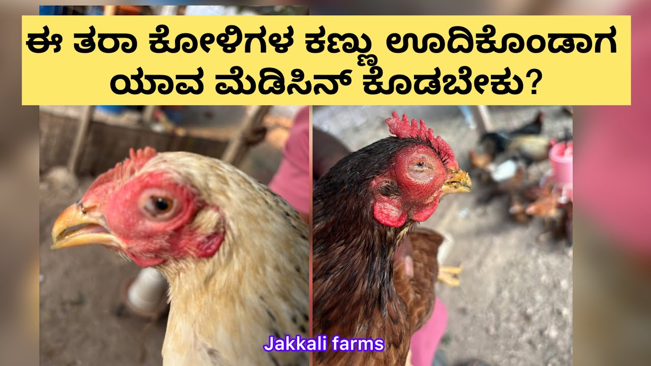 ಈ ತರಾ ಕೋಳಿಗಳ ಕಣ್ಣು ಊದಿಕೊಂಡಾಗ ಯಾವ ಮೆಡಿಸಿನ್ ಕೊಡಬೇಕು?