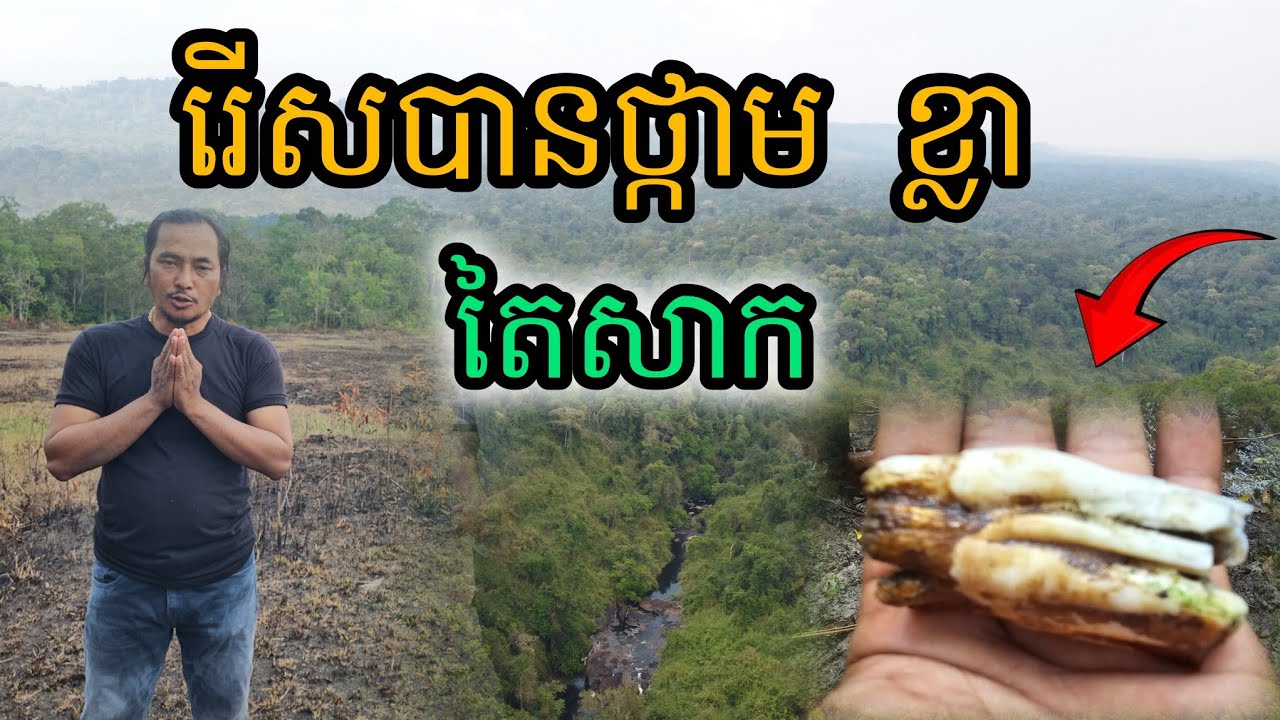 រើសបានថ្គាមខ្លា តៃសាក
