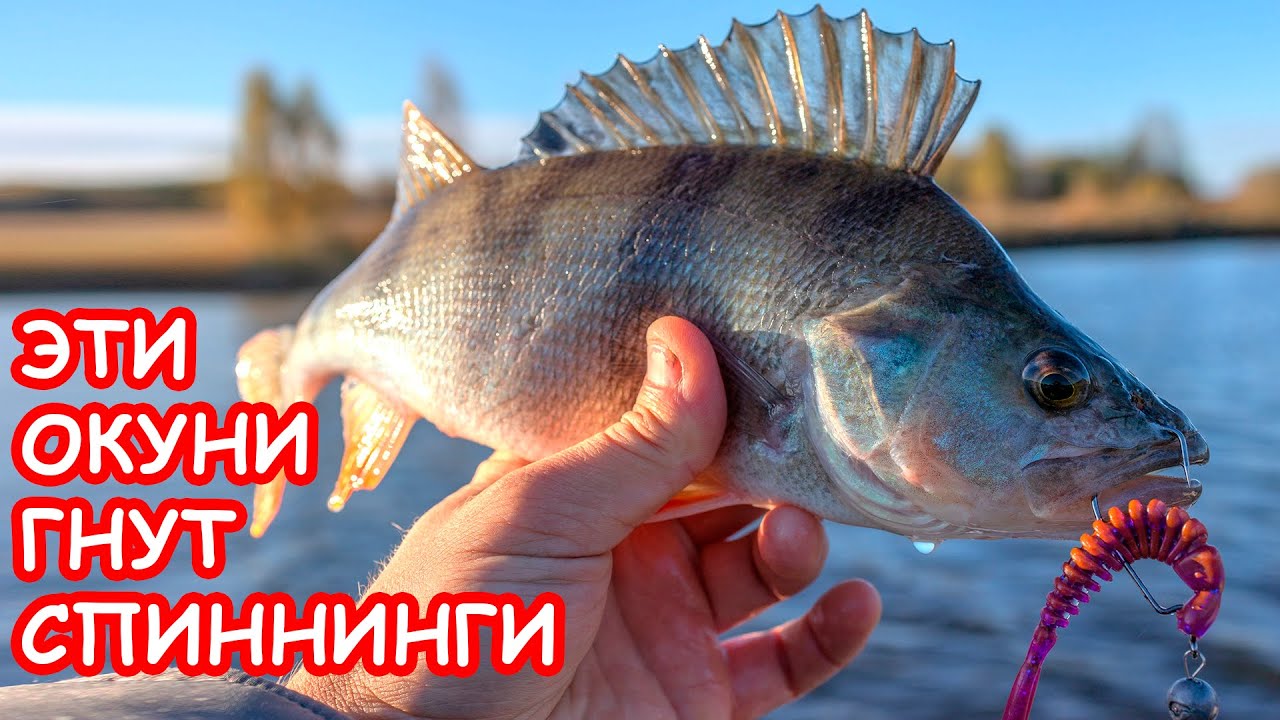 ОКУНИ ГНУТ СПИННИНГИ. ЛОВЛЯ ЩУКИ И ОКУНЯ. РЫБАЛКА