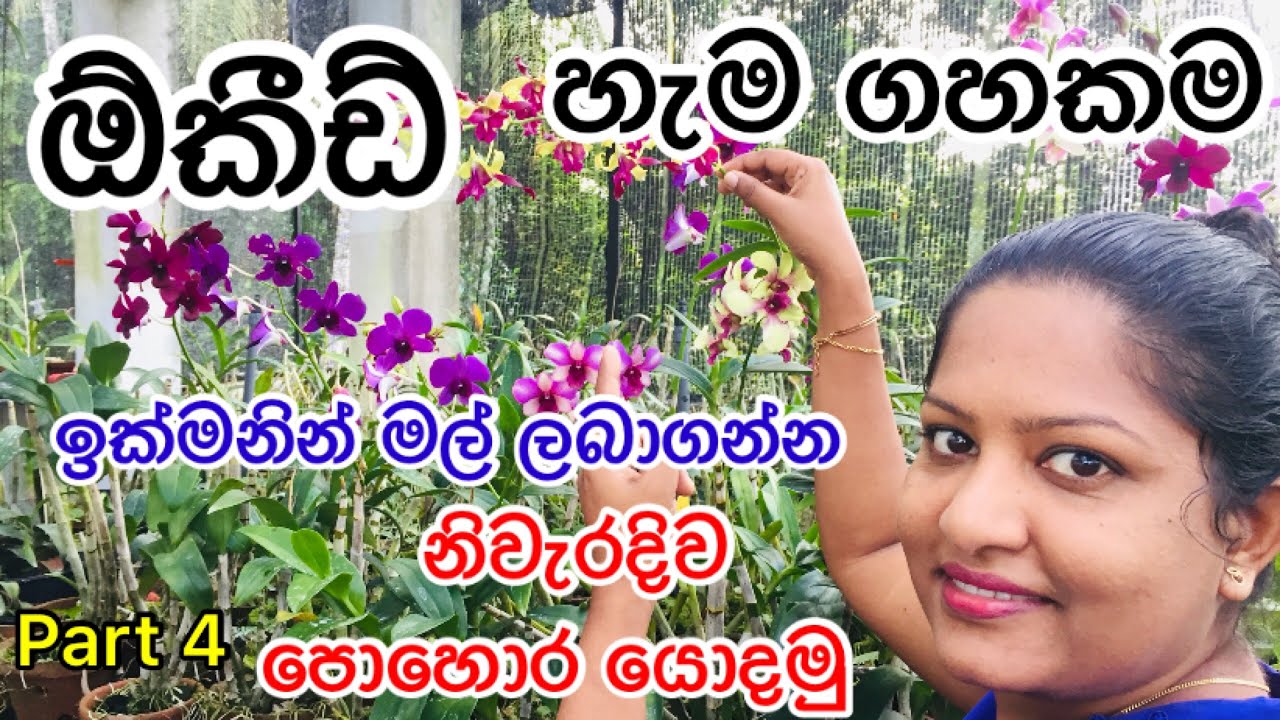 ඕකිඩ් හැම ගහකම මල් ලබාගන්න නිවැරදිව පොහොර යොදමු. #How to use orchid fertilizer