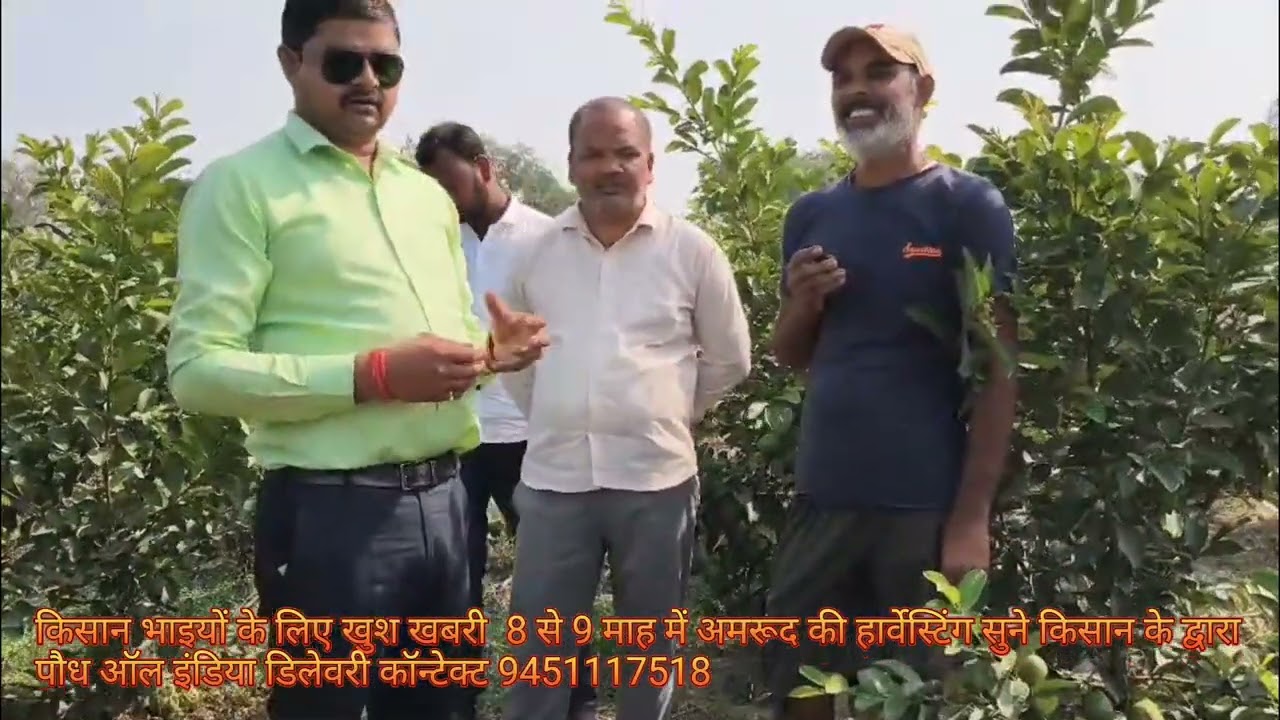 प्रिय किसान भाइयों आप के लिए सबसे अधिक पैदावार देने वाली अमरूद की वेराइटी।Call now 9451117518