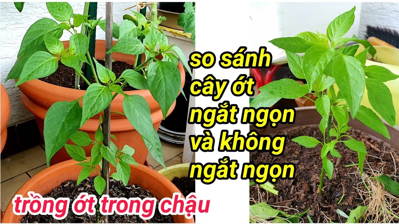 cách trồng ớt trong chậu với phân bò, so sánh sự khác nhau giữa cây ớt ngắt ngọn và không ngắt ngọn