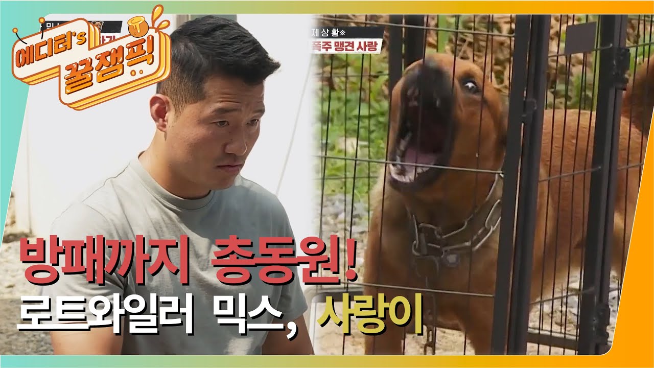 [#개는훌륭하다] 방패까지 총동원한 로트와일러 믹스견 사랑이! 무사히 훈련을 마칠수 있을까? l KBS 210802 방송