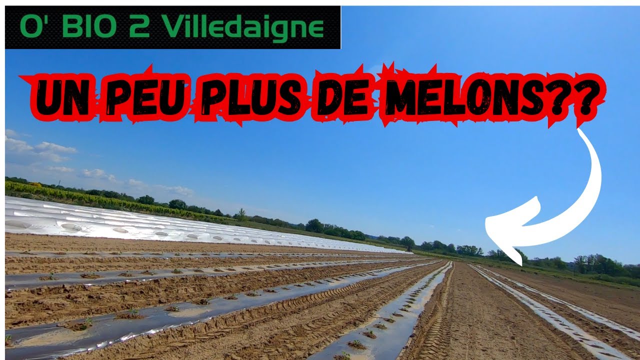 Cette 2ème série de melons est plantée, je vous explique tout