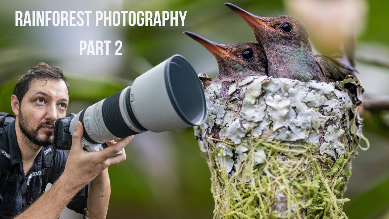 Ecuador Jungle Photography: Boas, Bugs & Hummingbirds (Part 2)