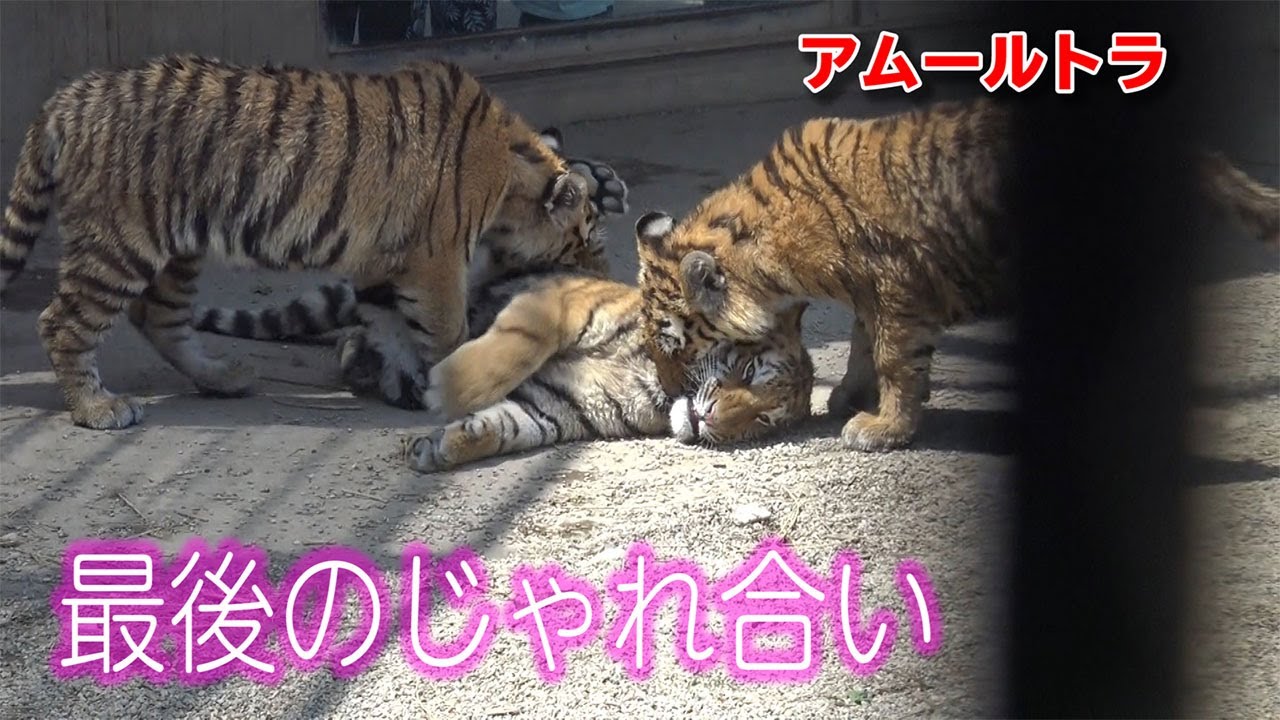 四つ子の子トラ お別れの日の様子