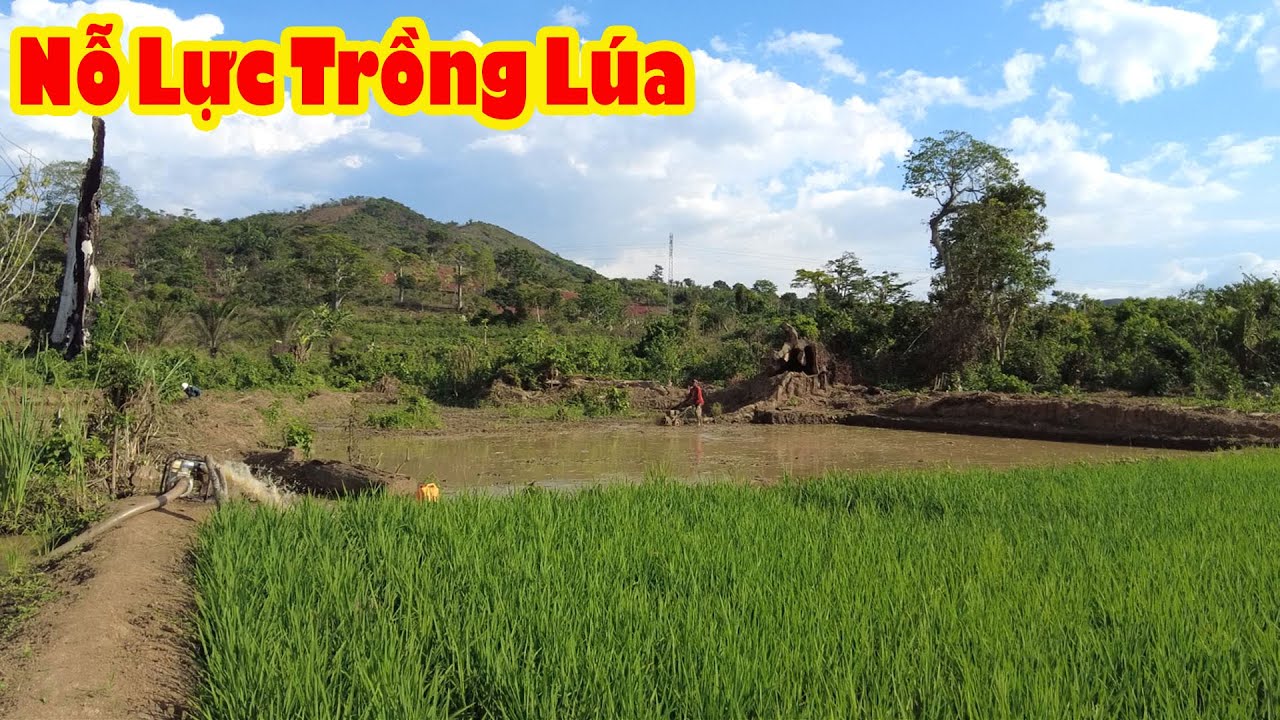 1125 Costa Prepares Land for New Rice Crop || Tony Phong African Life