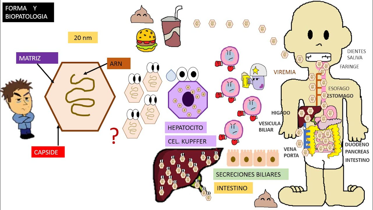 Virus hepatitis A, VHA