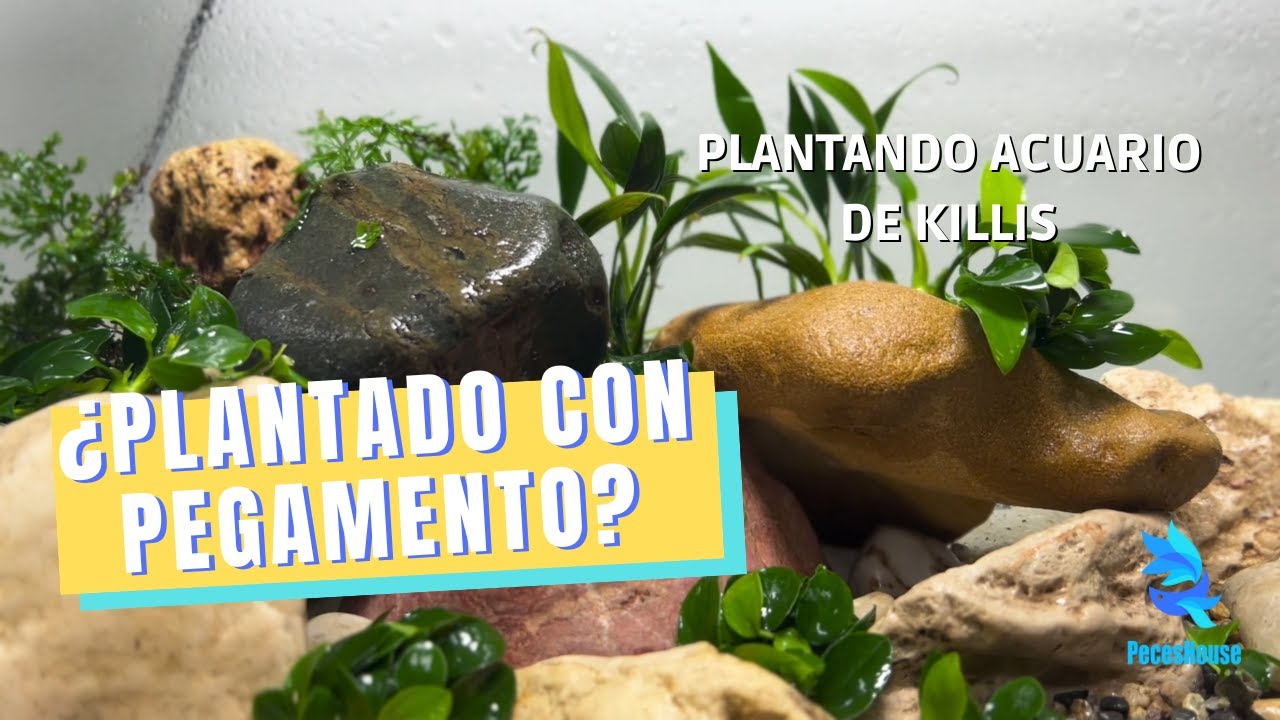PLANTANDO con PEGAMENTO en el ACUARIO de los killis