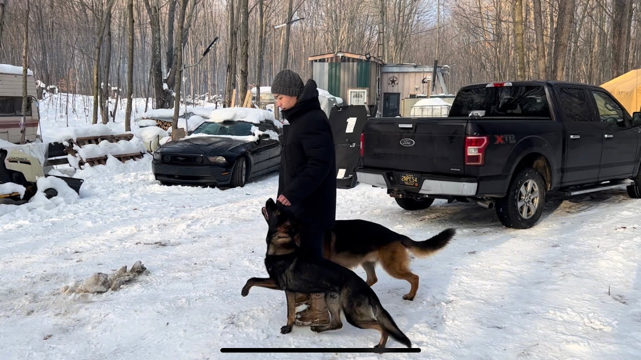 幼犬訓練 | 八個月小德牧的冬季訓練日常 | working line german shepherd winter training