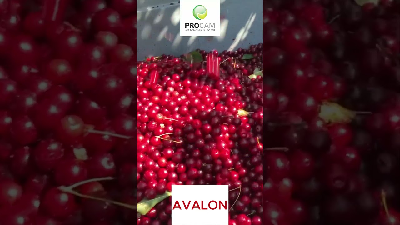 Technologia Avalon w 🍒 #procam #farming #horti #owoce