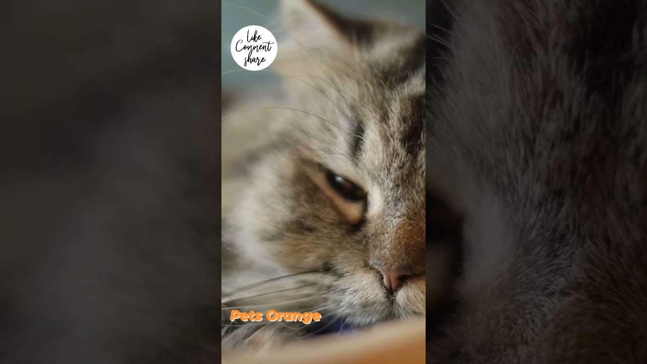 Funny Pets and animal video 1 😍 || #petsorange #petpets #shorts