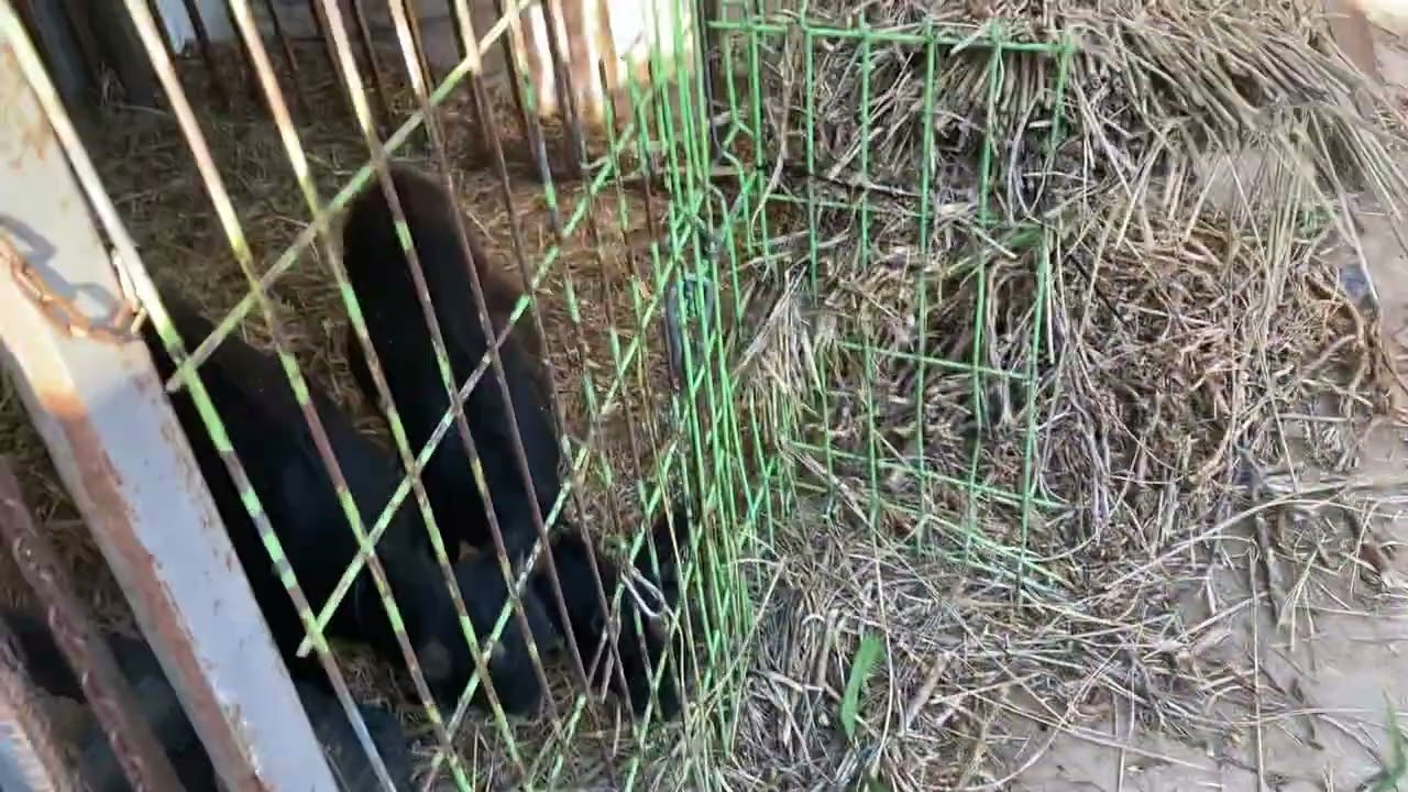 Goat Chicken Cat Chinita