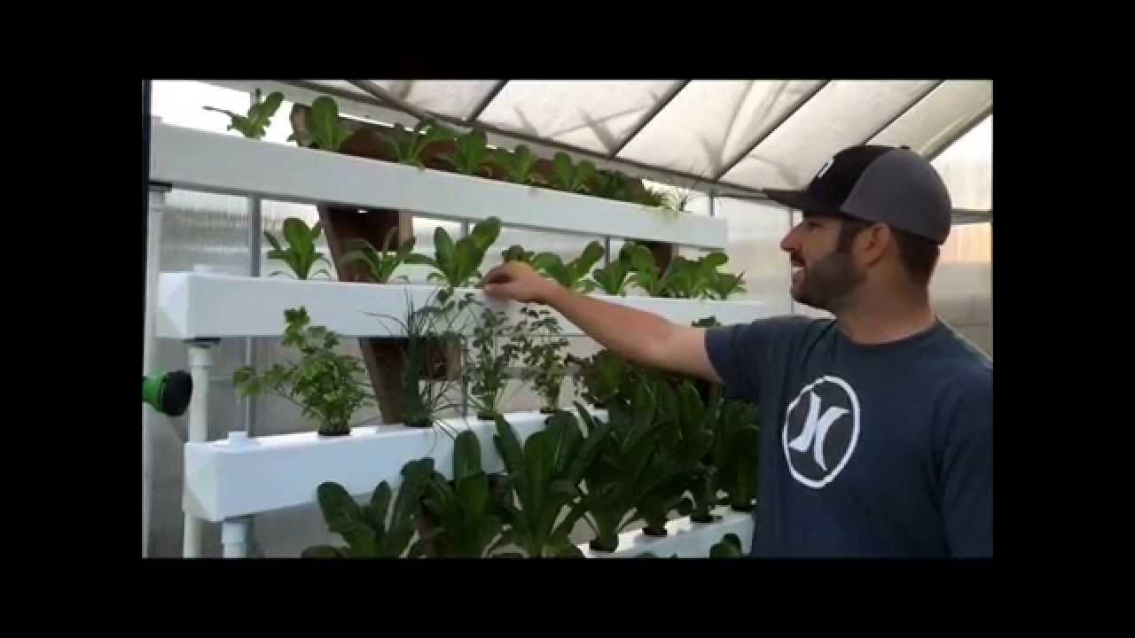 Hydroponic NFT with Bucket System / Dutch Bucket