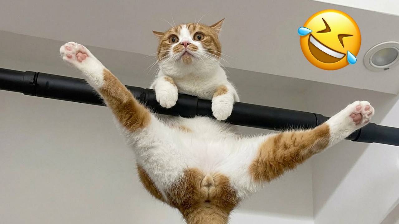 Эти забавные питомцы точно рассмешат вас до упаду 🤣