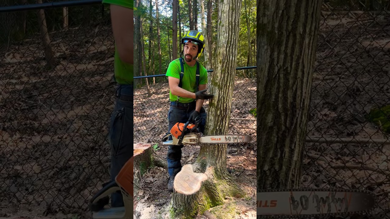 BEST Small Tree Felling Technique for FULL CONTROL 🌴