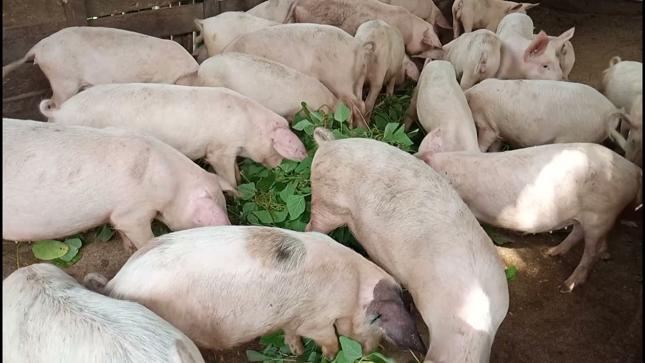 alimentation des porcs par la verdure .