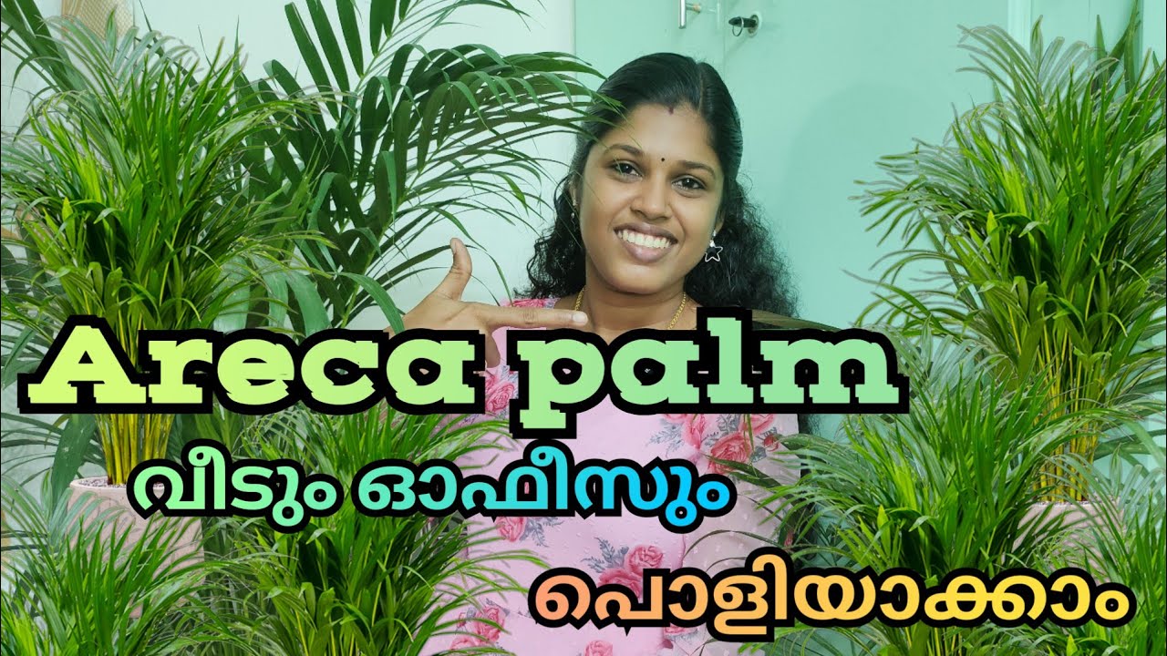 ഇനി Areca palm അടിപൊളിയായി ഇൻഡോറിൽ വളർത്താം|Tips to grow arecapalm in indoor #arecapalm #care #tips