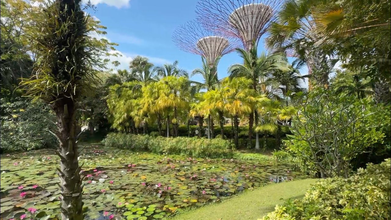 Singapore sightseeing walking #саяхат #travel #新加坡 #сингапур #singapore 