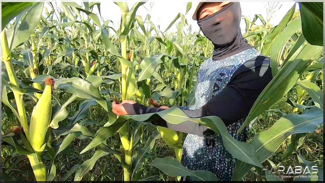EP252-Part1 - Sweet Corn Harvest and Cook | Ginisang Mais ni Tatang | Occ. Mindoro