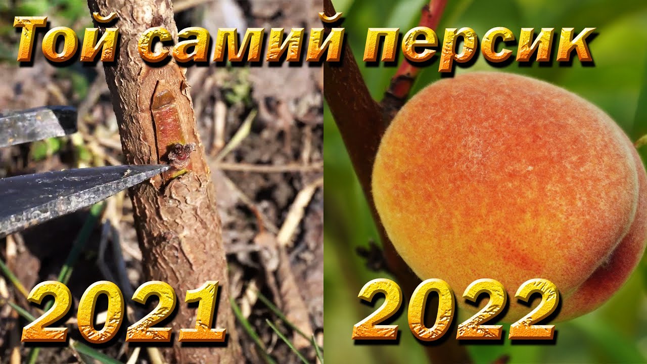 Сад персиков за два года с нуля