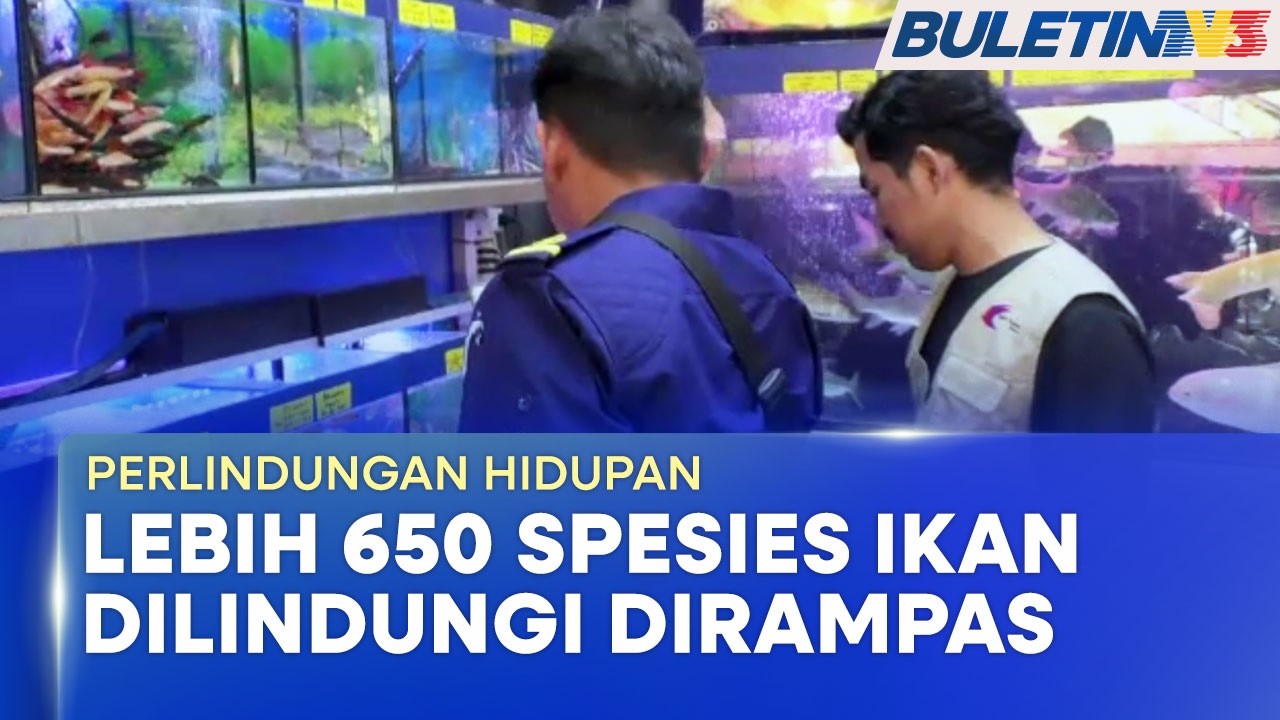 PERLINDUNGAN HIDUPAN | Premis Ikan Hiasan Diserbu, 675 Spesies Ikan Dilindungi Dirampas