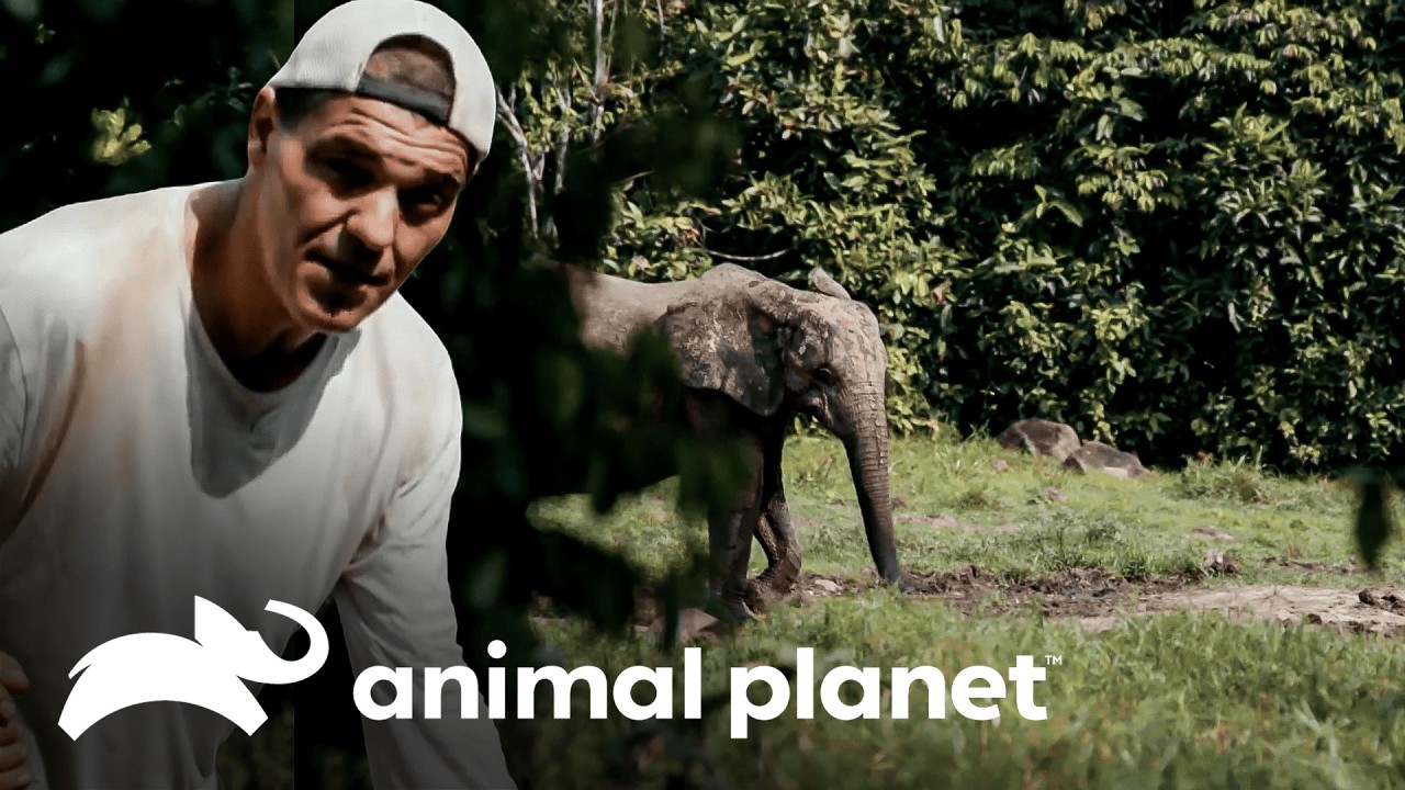 A selva não perdoa | Wild Frank: Gorilas | Animal Planet Brasil