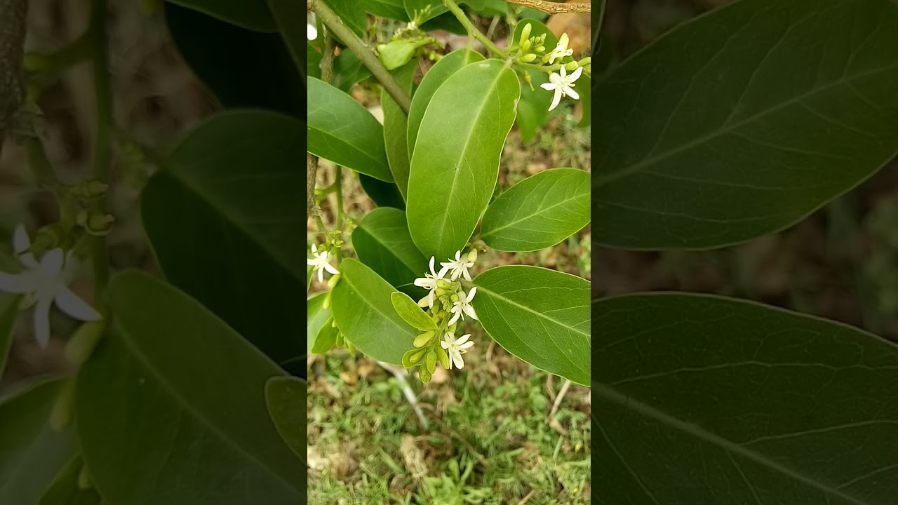 Symphoricarpus albus (Caprifoliaceae family)