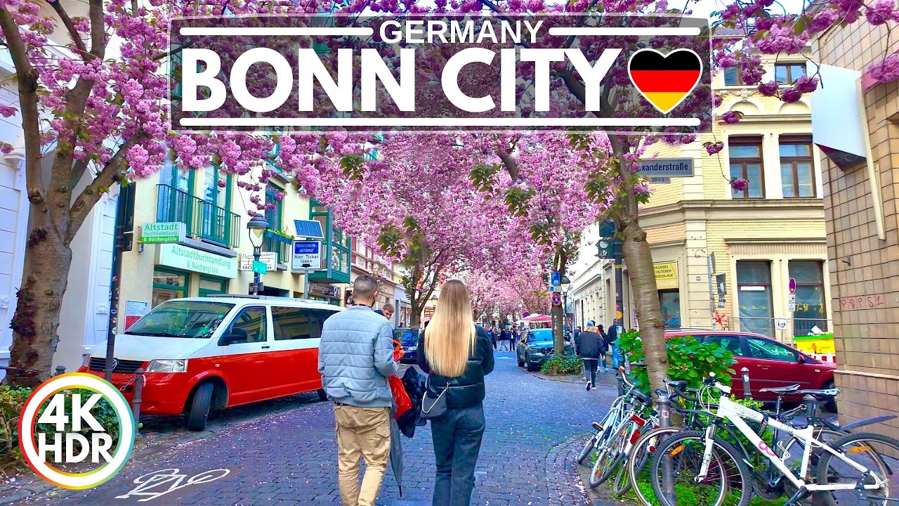 🌸 2024 Pretty Cherry Blossoms in Bonn Germany, Full Bloom - 4K HDR Walking Tour