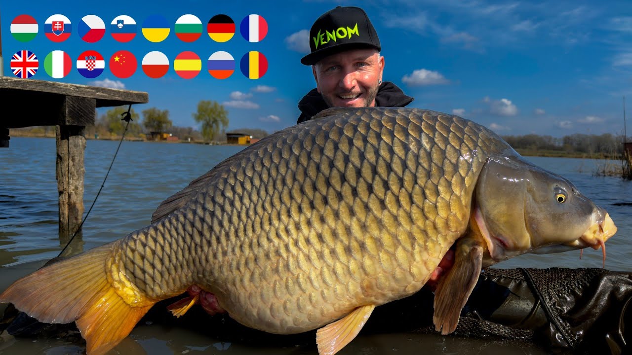 FEEDERMANIA-Tokaji nagy pontyok rák pasztás bojlival. Big carp with shrimp and krill paste boilie.