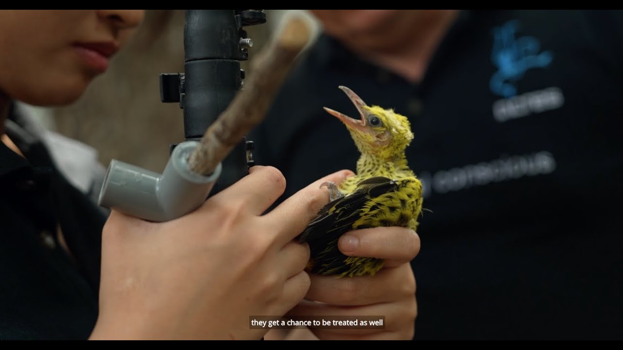 ACRES Wildlife Rescue Team: Hear From Their Hearts