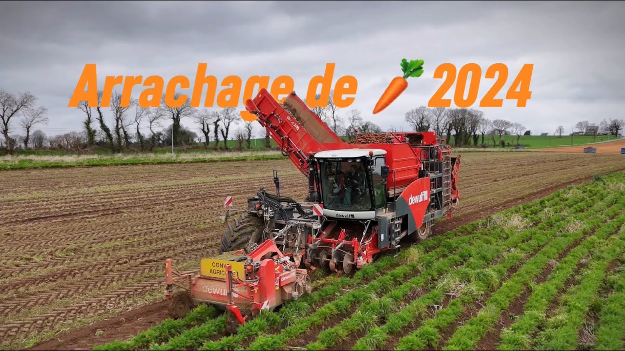 🥕ARRACHAGE DE CAROTTES 2024 EN BRETAGNE  | DEWULF💨