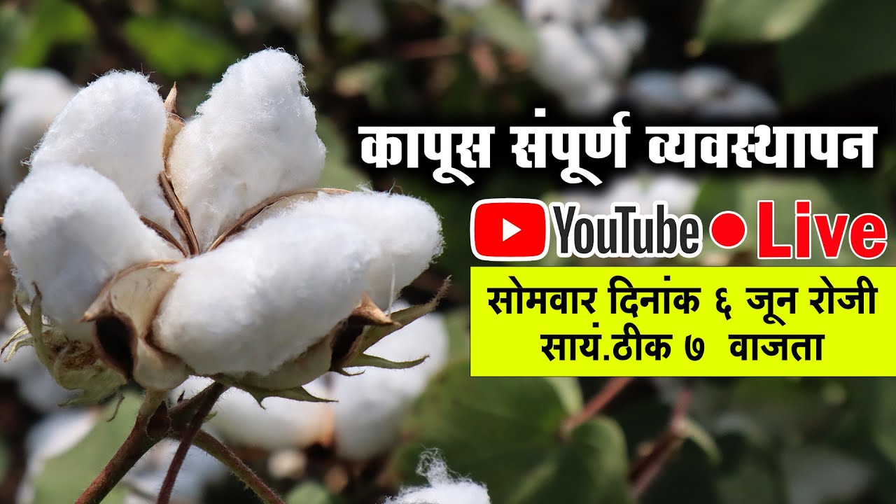 कापूस पिकाचे संपूर्ण व्यवस्थापन - श्री गजानन जाधव सर