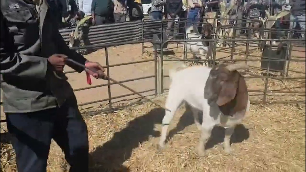 Аукцион MFC Boer Goat 2025 – лот 33