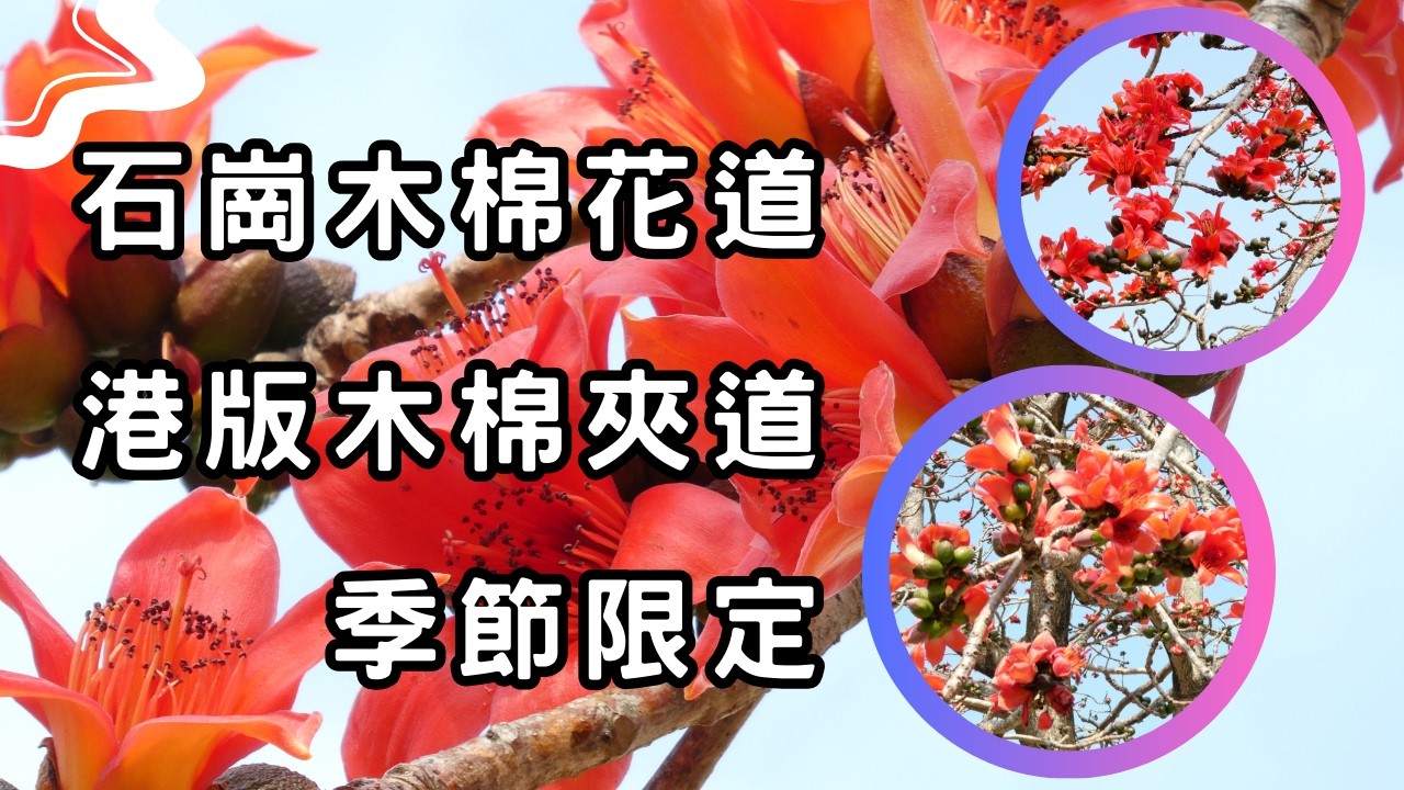 【季節限定🔥赤紅花海】石崗木棉花道｜火紅打卡熱點｜港版木棉夾道｜元朗錦田｜2026香港花季必影美景！