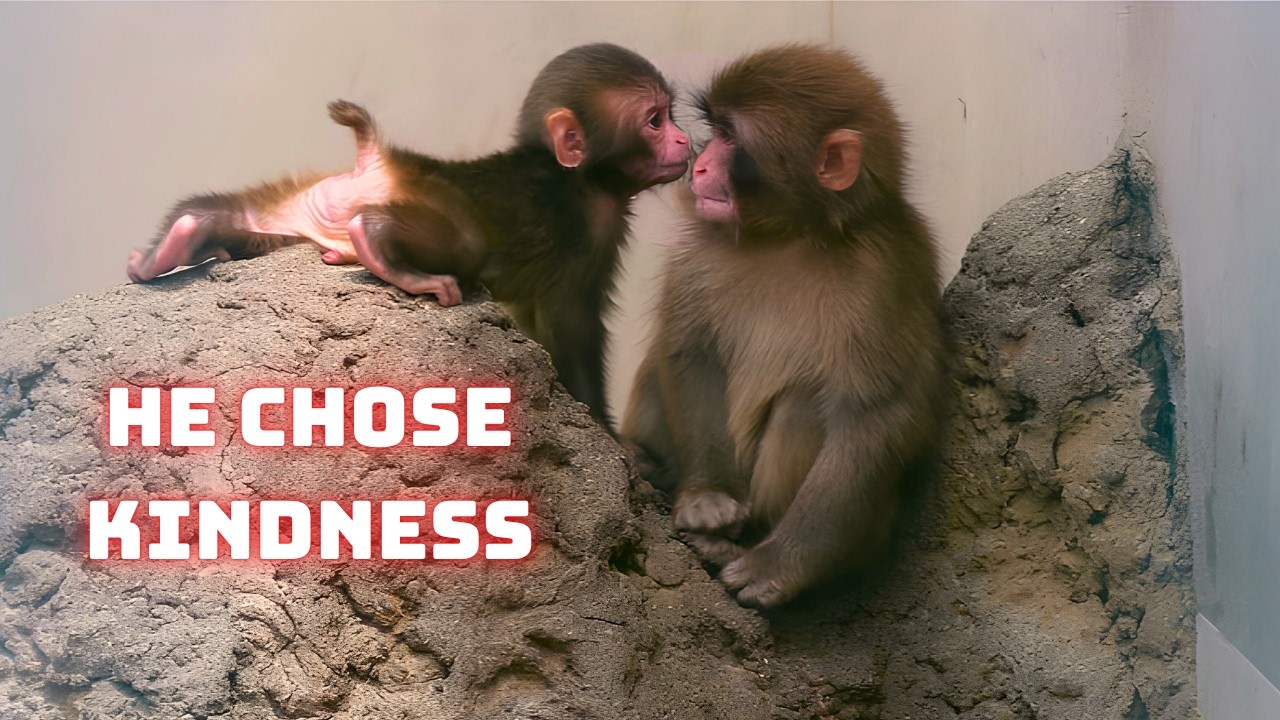 The Side of Punch the Monkey You&rsquo;ve Never Seen Before