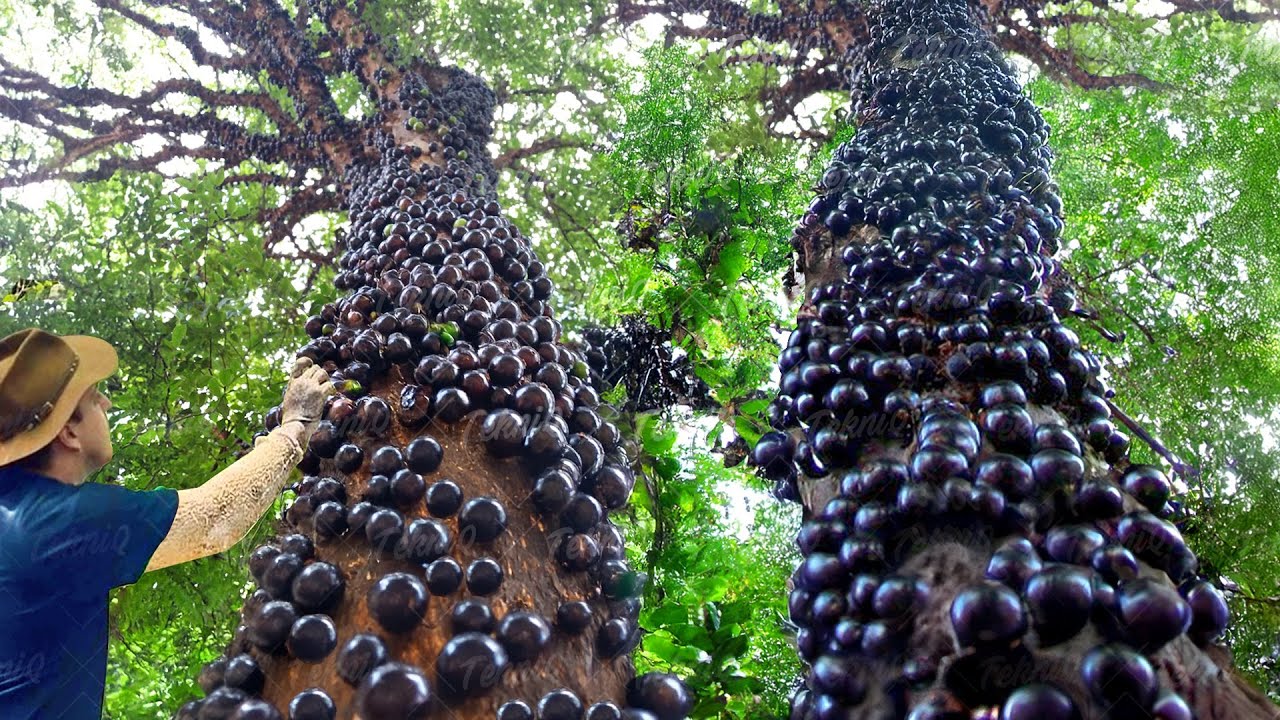 How They Harvest & Process Rare South American Tree Grapes