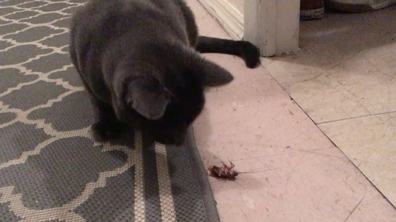 Bea & Arthur Catch a Roach