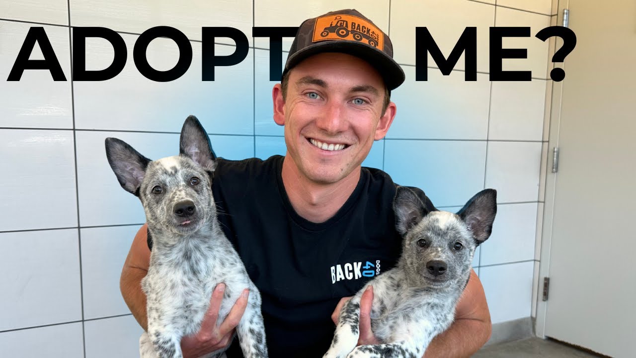 Can We Help These Dogs Find a Home?