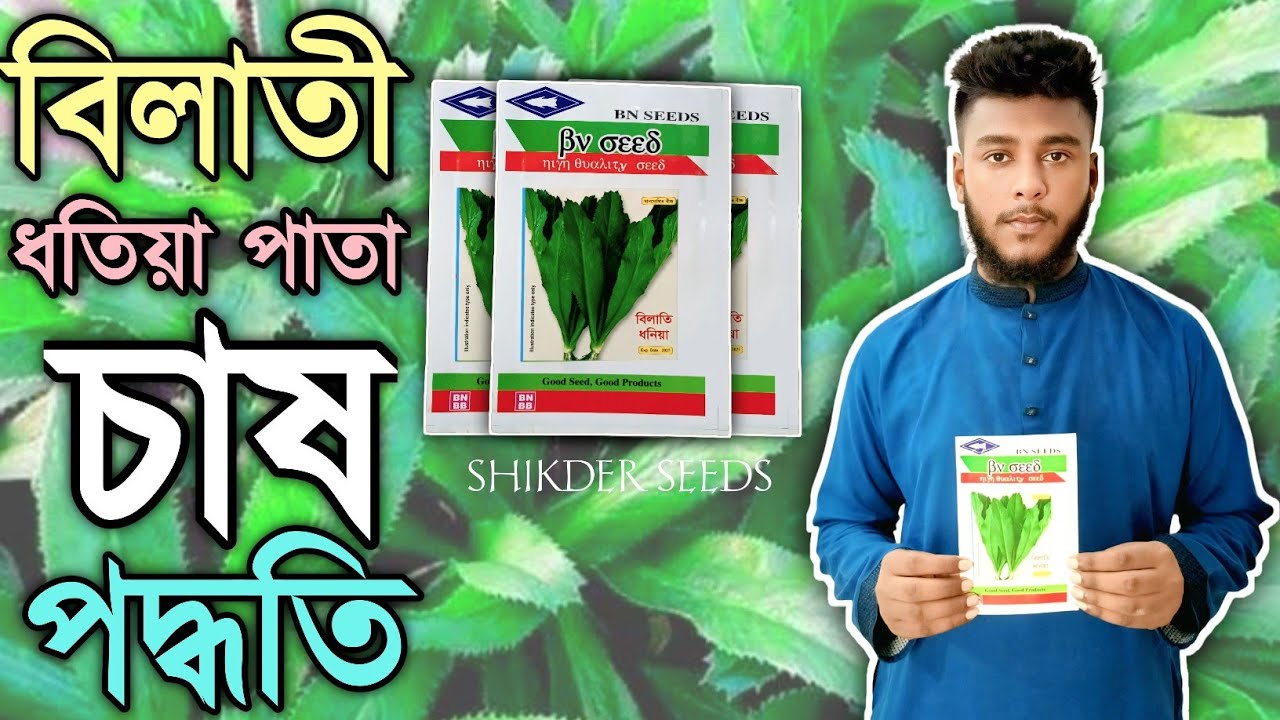টবে বিলাতি ধনিয়া চাষ | ঘরে বসেই ফ্রেশ পাতা উৎপাদন করুন সহজ উপায়ে!