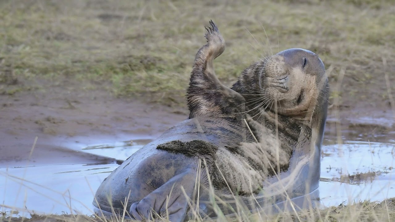 Lincolnshire wildlife in photography