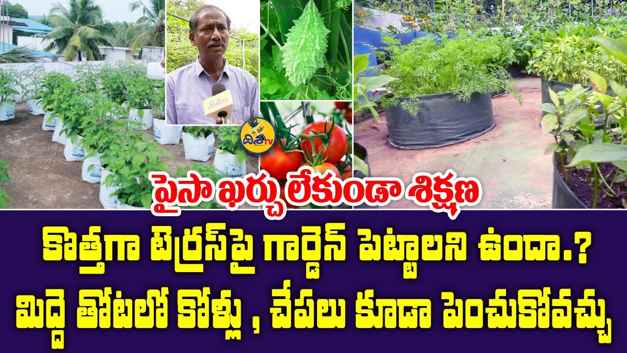 How To Start Terrace Gardening | Free Training On Terrace Gardening In Hyderabad | Disha TV