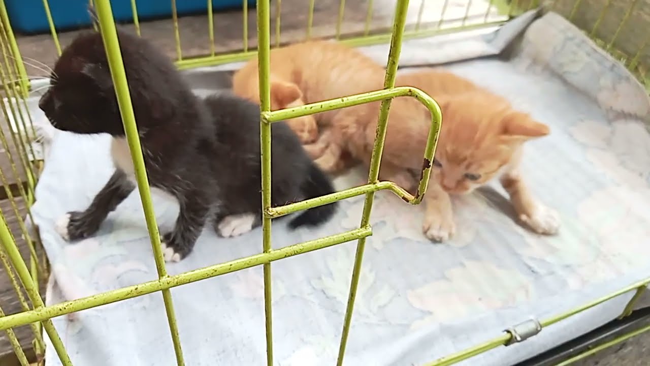 Anak kucing buntung lagi kehausan 
