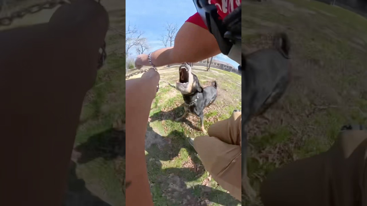 Dog trainer gets attacked while handling an aggressive dog! #dog #dogs #dogtrainer #dogtraining